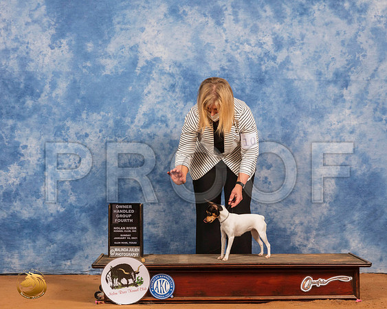 Toy Fox Terrier #10 Sun OHG4 Judge Harold Tatro_SR_8604_GlnRs21_HR3