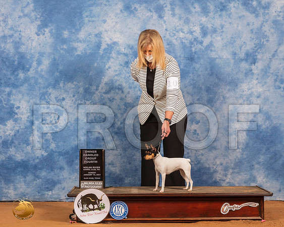 Toy Fox Terrier #10 Sun OHG4 Judge Harold Tatro_SR_8611_GlnRs21_HR3