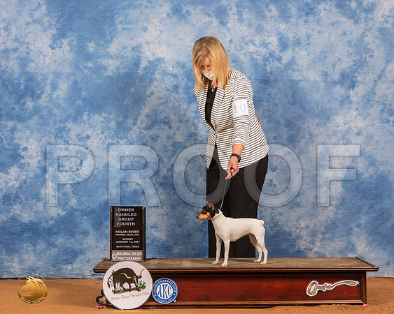 Toy Fox Terrier #10 Sun OHG4 Judge Harold Tatro_SR_8612_GlnRs21_HR3