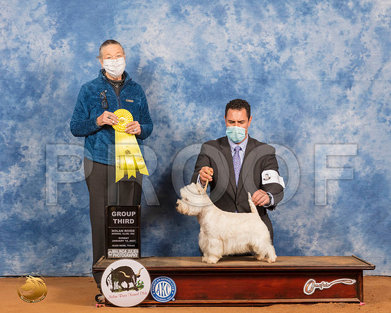 West Highland White Terrier #5 Sun G3 Judge Carolyn Herbel_SR_8730_GlnRs21_HR3