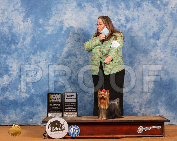 Yorkshire Terrier #20 Sun BOB Judge Peggy Lloyd_SR_8674_GlnRs21_HR3