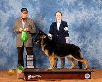 German Shepherd Dog #15 Fri BPup Judge Bill Robinson