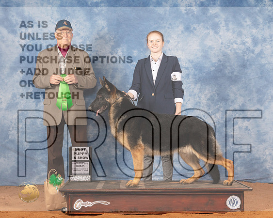 German Shepherd Dog #15 Fri BPup Judge Bill RobinsonMMJ_8506_NRKC2022_HR3