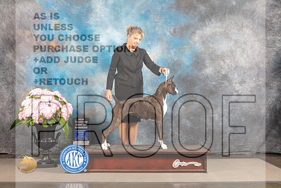 Boxer #68 SAT WB BOW NCH Judge Ken Murray *R*_MJ_6467_Houston_2022_HR3
