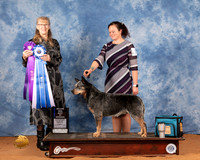 Australian Cattle Dog #27 Fri BOW Judge Nancy Simmons
