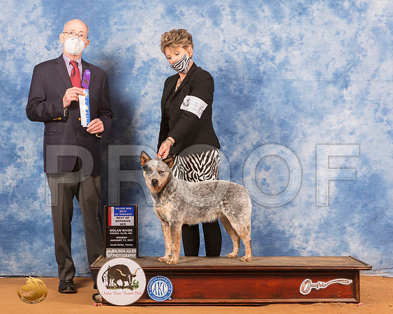 Australian Cattle Dog #16 Mon BOS Judge Jimmy Mitchell_SR_8860_GlnRs21_HR3