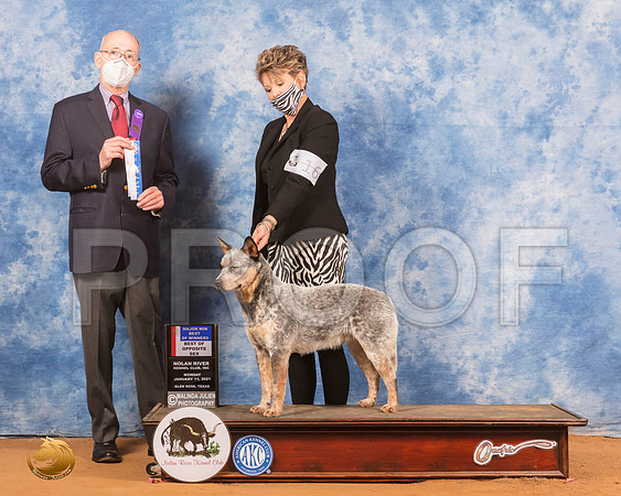 Australian Cattle Dog #16 Mon BOS Judge Jimmy Mitchell_SR_8861_GlnRs21_HR3