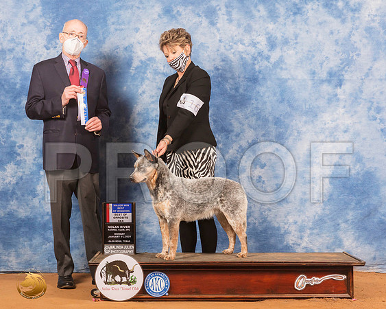 Australian Cattle Dog #16 Mon BOS Judge Jimmy Mitchell_SR_8863_GlnRs21_HR3