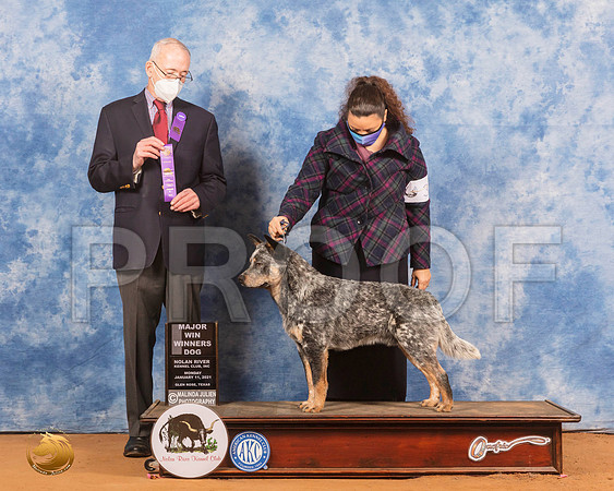 Australian Cattle Dog #45 Mon WD Judge Jimmy Mitchell_SR_8869_GlnRs21_HR3