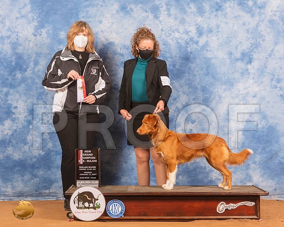 Nova Scotia Duck Tolling Retriever #24 26 28 BOS Judge Danelle Brown_SR_8854_GlnRs21_HR3