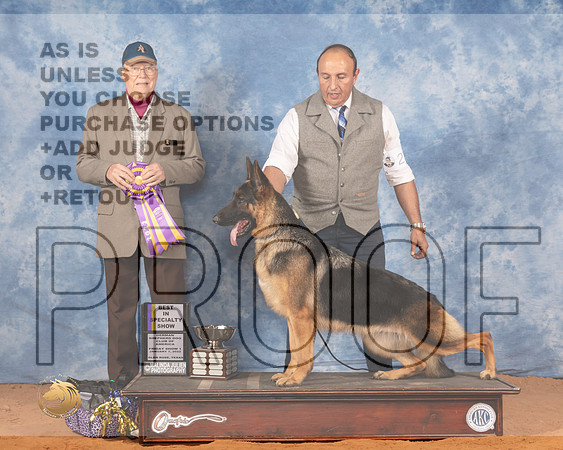 German Shepherd Dog #16 Fri BOB Judge Bill RobinsonMMJ_8499_NRKC2022_HR3