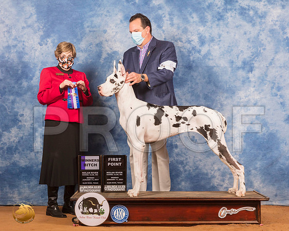 Great Dane #6 Mon WB Judge Wanda Spediacci_SR_9006_GlnRs21_HR3