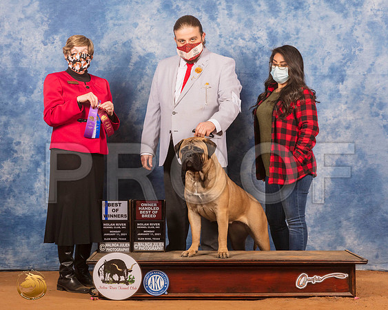 Bullmastiff #10 Mon BOW Judge Wanda Spediacci_SR_9045_GlnRs21_HR3