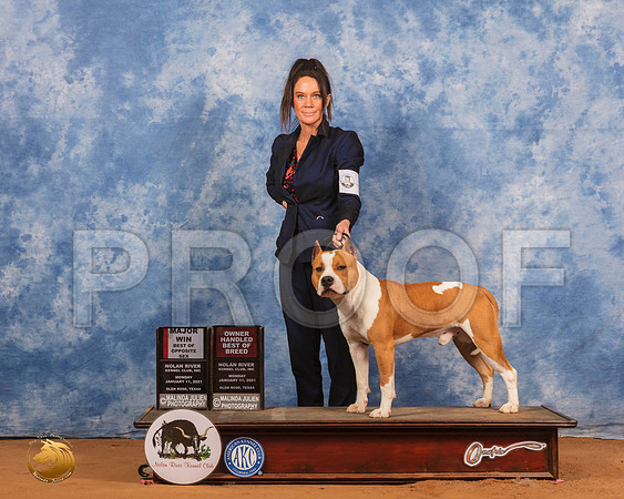American Staffordshire Terrier #11 Mon BOS Judge Peggy Lloyd_SR_9195_GlnRs21_HR3