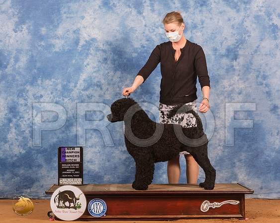 Portuguese Water Dog #16 WB_SR_9273_GlnRs21_HR3