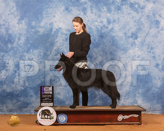 Belgian Sheepdog #10 Mon WB Judge Carolyn Herbel_SR_9296_GlnRs21_HR3