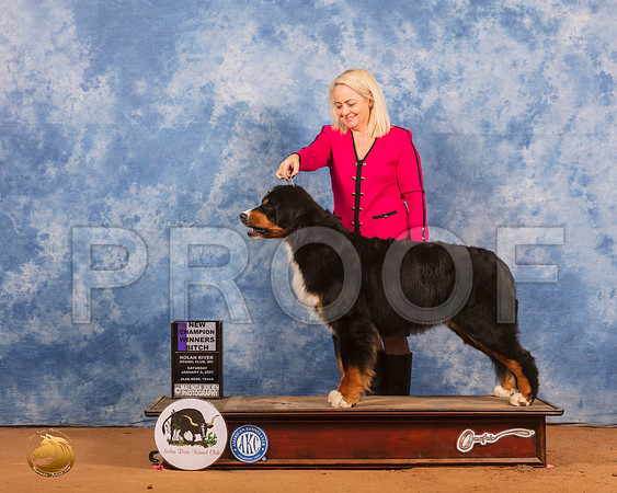 Bernese Mountain Dog #6 Sat WB RESHOOT_SR_9353_GlnRs21_HR3