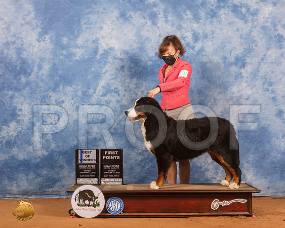 Bernese Mountain Dog #8 Sun BOW Judge Carl Liepmann_SR_9339_GlnRs21_HR3