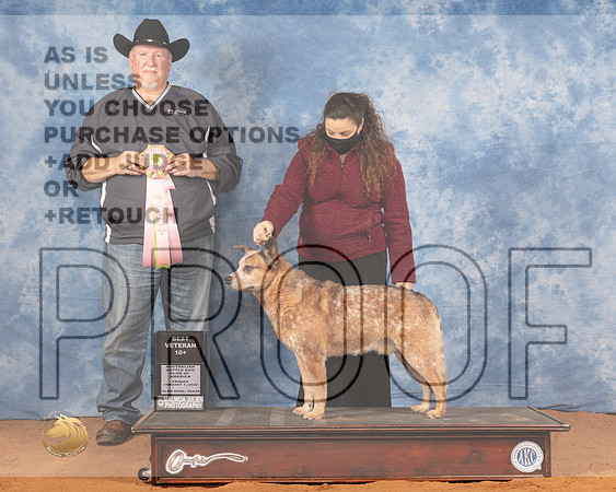 Australian Cattle Dog #33 Fri Vet10+ Judge Michael StetterMMJ_8648_NRKC2022_HR3