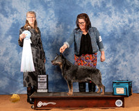 Australian Cattle Dog #39 Fri SD Judge Nancy Simmons