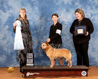 Australian Cattle Dog #44 Fri SB Judge Nancy Simmons