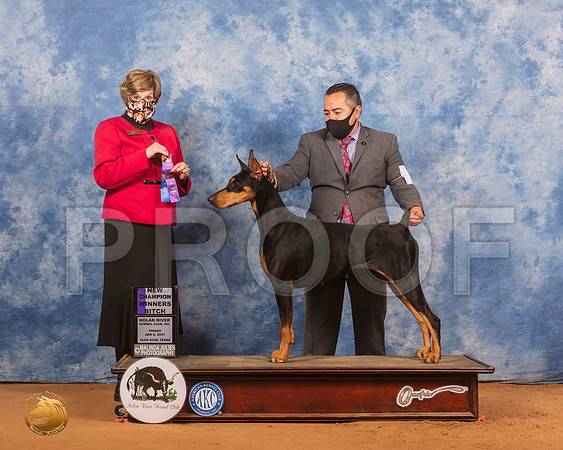 Doberman Pinscher  #6 Mon WB Judge Wanda Spediacci_SR_9441_GlnRs21_HR3