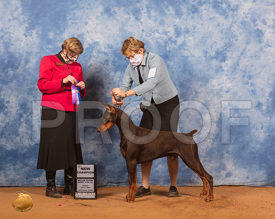 Doberman Pinscher #11 Mon WD Judge Wanda Spediacci_SR_9422_GlnRs21_HR3