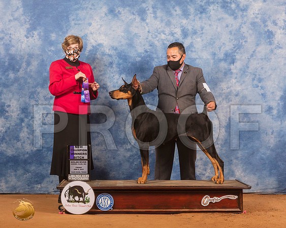 Doberman Pinscher  #6 Mon WB Judge Wanda Spediacci_SR_9444_GlnRs21_HR3