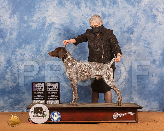 German Shorthaired Pointer #7 Sun BOB Judge Helen Dorrance_SR_9405_GlnRs21_HR3