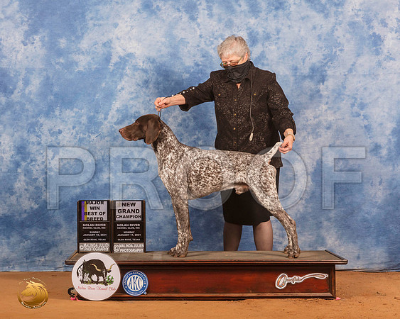 German Shorthaired Pointer #7 Sun BOB Judge Helen Dorrance_SR_9406_GlnRs21_HR3