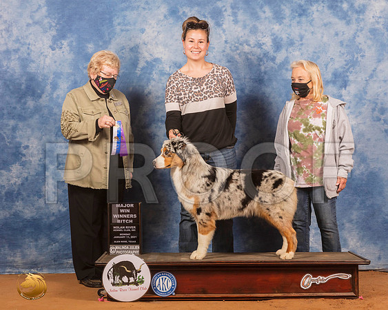 Australian Shepherd #52 Mon WB Judge Judith Brown_SR_9536_GlnRs21_HR3