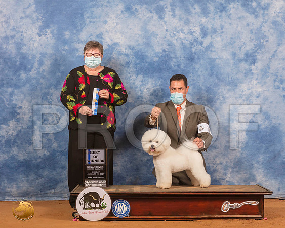 Bichon Frise #17 Mon BOW Judge Peggy Lloyd_SR_9597_GlnRs21_HR3