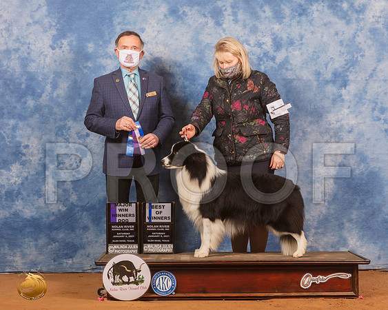 Border Collie #7 Mon WD Judge Carl Liepmann_SR_9556_GlnRs21_HR3