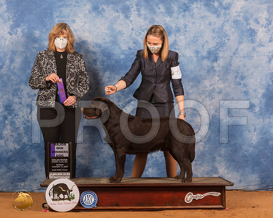 Labrador Retriever #61 Mon WD Judge Danelle Brown_SR_9509_GlnRs21_HR3