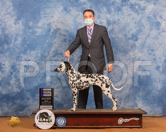 Dalmatian #8 Mon WB Judge James Fehring_SR_9874_GlnRs21_HR3