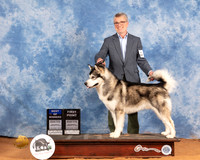 Alaskan Malamute #5 Sat BOW Judge John Lucas