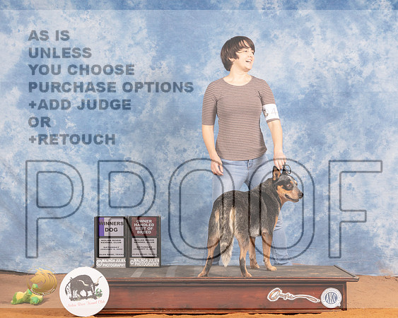 Australian Cattle Dog #41 Sat OHBOB WD Judge Gloria KerrMMJ_9218_NRKC2022_HR3