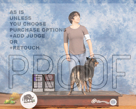 Australian Cattle Dog #41 Sat OHBOB WD Judge Gloria KerrMMJ_9217_NRKC2022_HR3