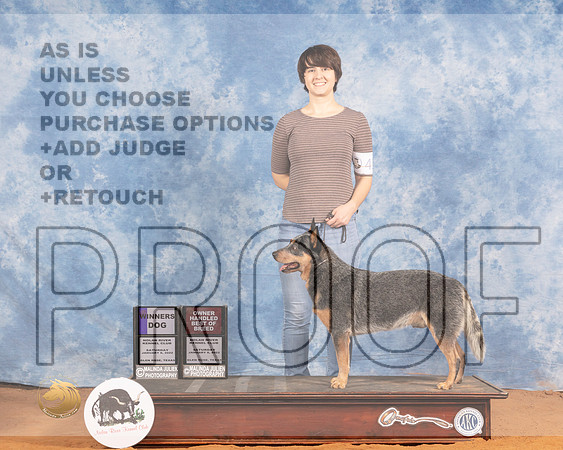 Australian Cattle Dog #41 Sat OHBOB WD Judge Gloria KerrMMJ_9224_NRKC2022_HR3