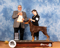 Doberman Pinscher #J506 Sat BJr Judge John Lucas