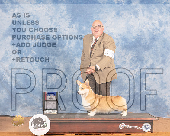 Pembroke Welsh Corgi #32 Sat BOSBOW Judge Don GillMMJ_9272_NRKC2022_HR3