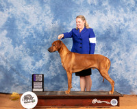 Rhodesian Ridgeback #5 Sat WD Judge Michael Canalizo