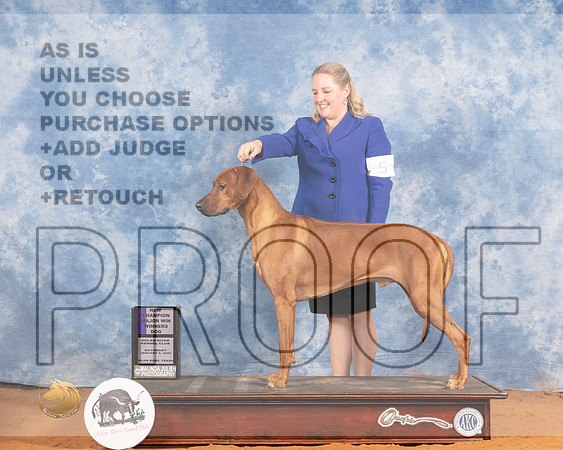Rhodesian Ridgeback #5 Sat WD Judge Michael CanalizoMMJ_9167_NRKC2022_HR3