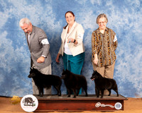 Schipperke #11 Sat WB WD
