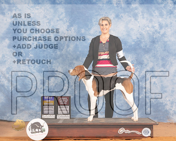 Treeing Walker Coonhound #6 Sat OHBOB BOB Judge Daniel DowlingMMJ_9249_NRKC2022_HR3