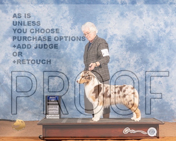 Australian Shepherd #32 Sat BOW Judge Don GillMMJ_9448_NRKC2022_HR3