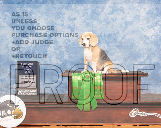 Beagle 13 #150 Sat NoseworkMMJ_9319_NRKC2022_HR3