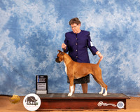 Boxer #36 Sat BOW Judge Gary Sparchu