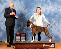 Boxer #37 Sat BOSOHBOB Judge Gary Sparchu