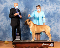 Bullmastiff #23 Sat BOW Judge Gary Sparchu